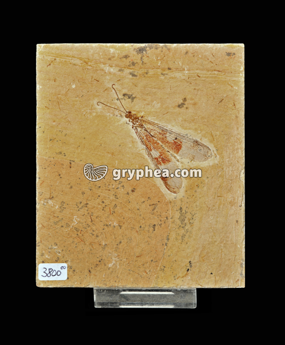 Insecte fossile - gryphea.org